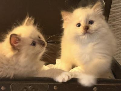 Beautiful TICA Purebred Ragdoll Litter - Ragdoll - Gallery Photo #1