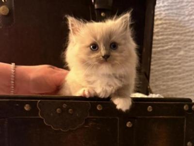Adorable Surprise Litter - Ragdoll - Gallery Photo #1