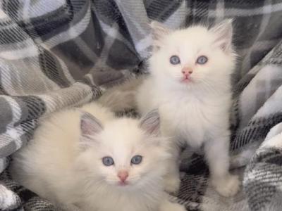 TICA Blue Bicolor Boys River & Brooks - Ragdoll - Gallery Photo #1