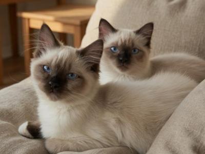 Seal Point Females - Ragdoll - Gallery Photo #1