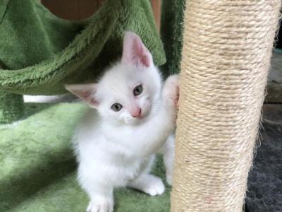 Flake - Turkish Angora - Gallery Photo #1