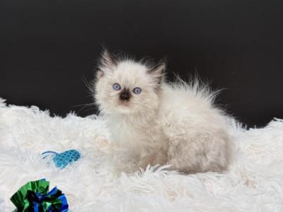 Diamonds Seal Point M - Ragdoll - Gallery Photo #1