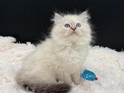 Opal Lynx F - Ragdoll - Gallery Photo #1