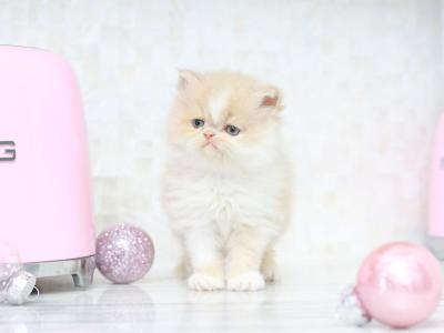 SOLD Kristoff White Boots And Blaze - Persian - Gallery Photo #1