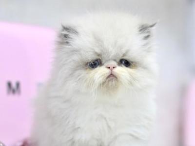 SOLD Olaf Blue Eyes White Boots And Blaze - Persian - Gallery Photo #1