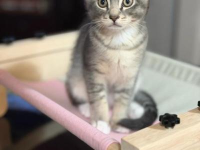 Milo - British Shorthair - Gallery Photo #1