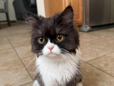 Bazouna - Persian - Gallery Photo #1