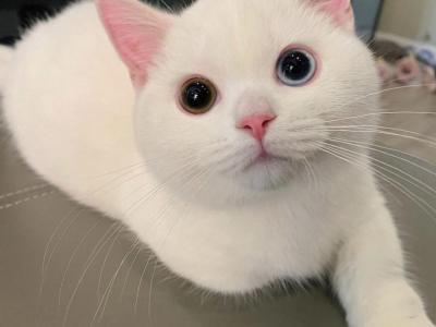Meena - Munchkin - Gallery Photo #1