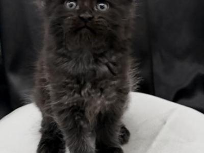 Litter O - Maine Coon - Gallery Photo #1
