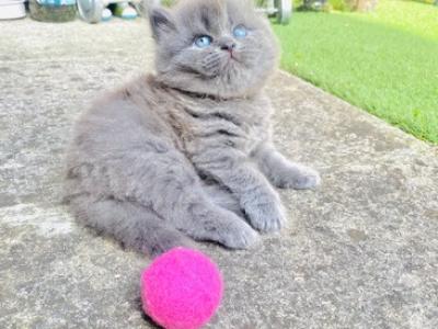 Tilly - British Shorthair - Gallery Photo #1