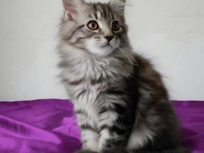 Felix - Maine Coon - Gallery Photo #1