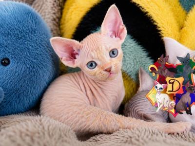 Neapolitan Litter - Devon Rex - Gallery Photo #1