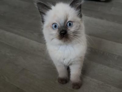 Finley - Ragdoll - Gallery Photo #1