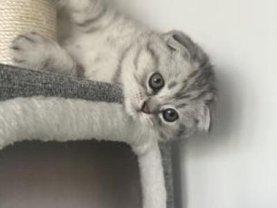 Mika - Scottish Fold - Gallery Photo #1