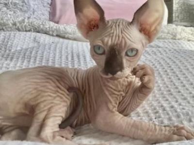 Hana - Sphynx - Gallery Photo #1