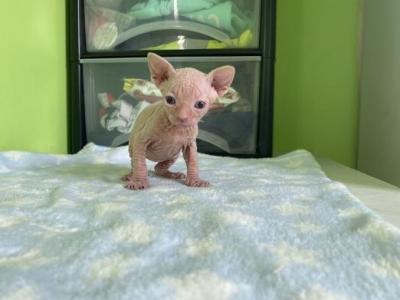 Milo - Sphynx - Gallery Photo #1