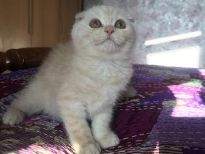 Hana - Scottish Fold - Gallery Photo #1