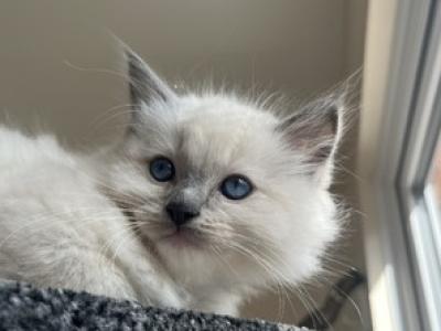 George - Ragdoll - Gallery Photo #1