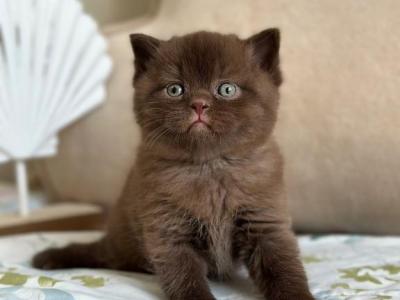 Sirius - Scottish Straight - Gallery Photo #1