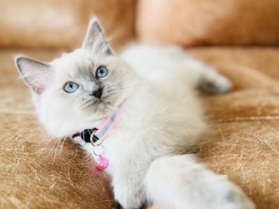 Izzy - Ragdoll - Gallery Photo #1
