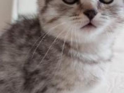 Jasper - Scottish Fold - Gallery Photo #1