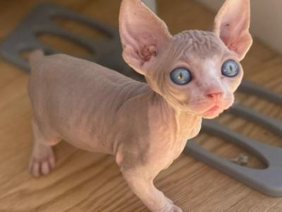 Cleo - Sphynx - Gallery Photo #1