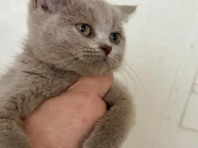 Lilac - British Shorthair - Gallery Photo #1