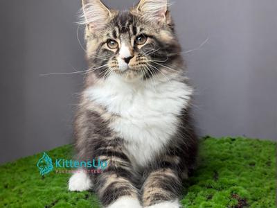 Brabus - Maine Coon - Gallery Photo #1