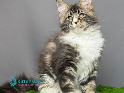 Brabus - Maine Coon - Gallery Photo #1