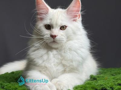 Brioni - Maine Coon - Gallery Photo #1