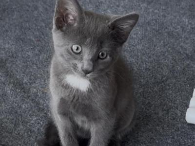 Daisy - Chartreux - Gallery Photo #1