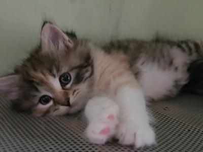 Yulla - Siberian - Gallery Photo #1