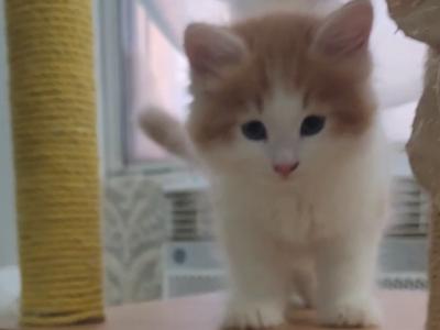 Yoshi - Siberian - Gallery Photo #1
