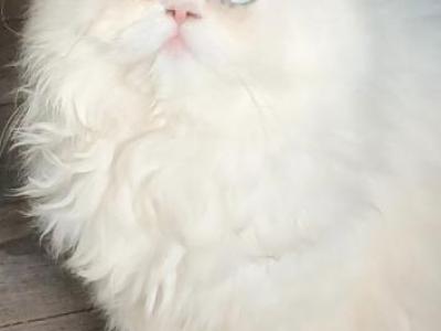 Cfa Odd Eyed White Persian - Persian - Gallery Photo #1