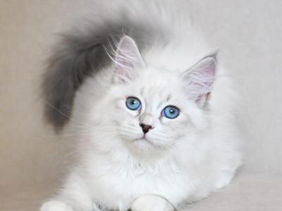 Elina - Siberian - Gallery Photo #1