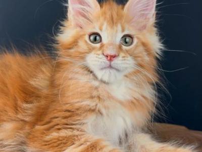 Igor - Maine Coon - Gallery Photo #1