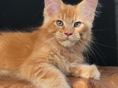 Gordon - Maine Coon - Gallery Photo #1