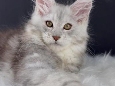 Frederick - Maine Coon - Gallery Photo #1