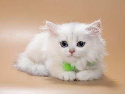 Darsy Longhair - British Shorthair - Gallery Photo #1