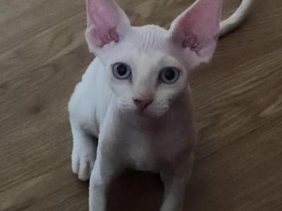 Pirate - Devon Rex - Gallery Photo #1