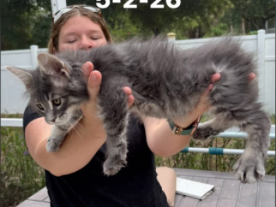 Blue And White Tabby - Maine Coon - Gallery Photo #1