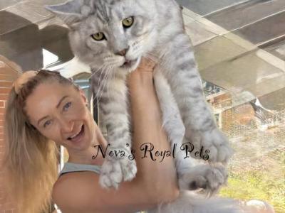 Polydactyl  Sire Services - Maine Coon - Gallery Photo #1