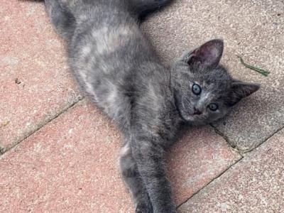 Maisie - Domestic - Gallery Photo #1