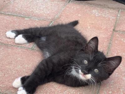 Zorro - Domestic - Gallery Photo #1