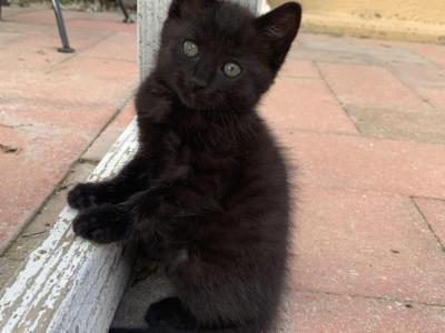 Bagheera - Domestic - Gallery Photo #1