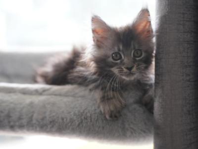 Beanie Baby - Maine Coon - Gallery Photo #1