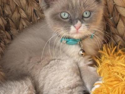 Blue Mink Sepia Litter - Ragdoll - Gallery Photo #1