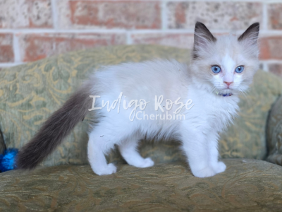 Cupcake - Ragdoll - Gallery Photo #1