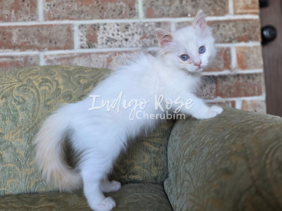 Kazoo - Ragdoll - Gallery Photo #1