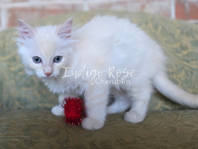 Daggers - Ragdoll - Gallery Photo #1